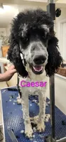 Caesar , a male Poodle - Multi-Colored Standard for sale in Burley, ID – Photo 1 of 3