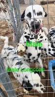 Artemis , a male Dalmatian for sale in Burley, ID – Photo 2 of 2