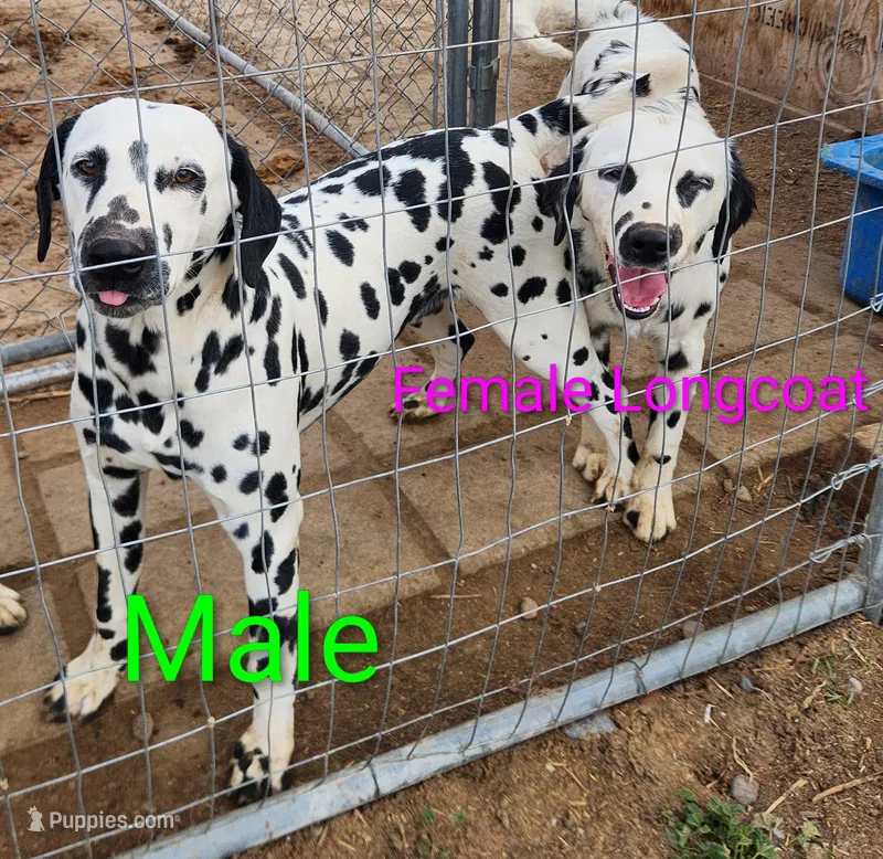 Artemis  – Dalmatian puppy for sale in Burley, ID