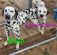 Artemis , a male Dalmatian for sale in Burley, ID – Photo 1 of 2