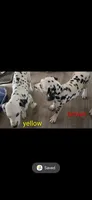 Yellow fellow, a male Dalmatian for sale in Burley, ID – Photo 3 of 3