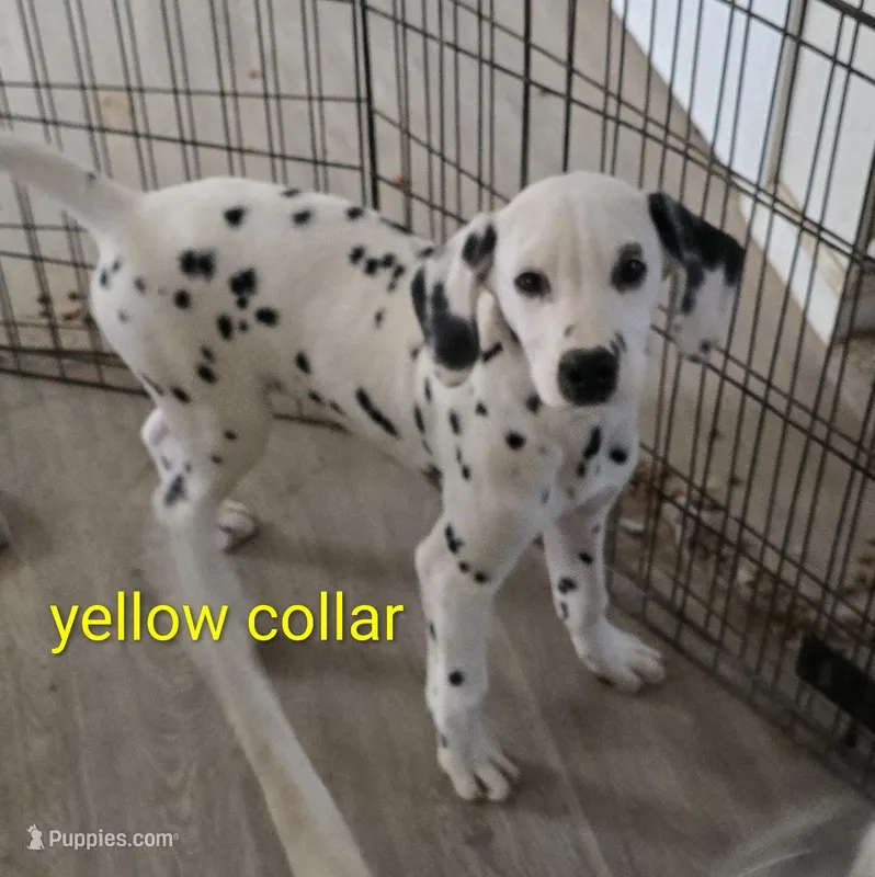 Yellow fellow, a male Dalmatian for sale in Burley, ID – Photo 1 of 3