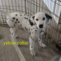 Yellow fellow, a male Dalmatian for sale in Burley, ID – Photo 1 of 3