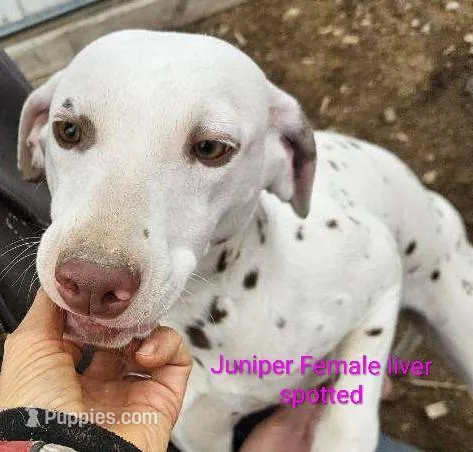 Juniper – Dalmatian puppy for sale in Burley, ID