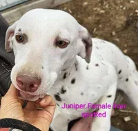 Juniper, a female Dalmatian for sale in Burley, ID – Photo 1 of 3