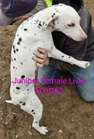Juniper, a female Dalmatian for sale in Burley, ID – Photo 3 of 3