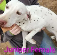 Juniper, a female Dalmatian for sale in Burley, ID – Photo 2 of 3
