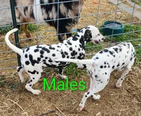 Peter, a male Dalmatian for sale in Burley, ID – Photo 3 of 4