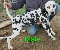 Peter, a male Dalmatian for sale in Burley, ID – Photo 1 of 4
