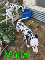 Peter, a male Dalmatian for sale in Burley, ID – Photo 4 of 4