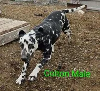 Colton, a male Dalmatian for sale in Burley, ID – Photo 3 of 3
