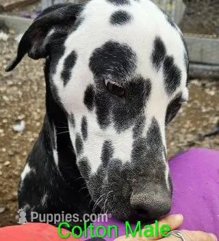 Colton – Dalmatian puppy for sale in Burley, ID