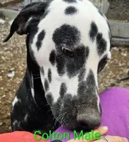 Colton, a male Dalmatian for sale in Burley, ID – Photo 1 of 3
