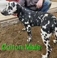 Colton, a male Dalmatian for sale in Burley, ID – Photo 2 of 3