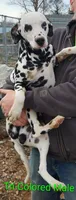 Tommy, a male Dalmatian for sale in Burley, ID – Photo 3 of 3