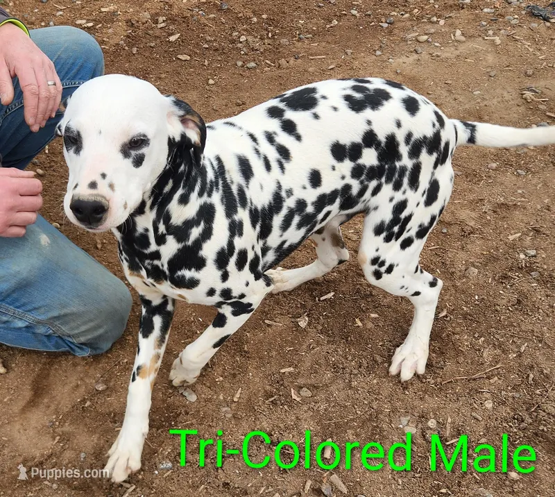 Tommy, a male Dalmatian for sale in Burley, ID – Photo 1 of 3