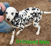 Tommy, a male Dalmatian for sale in Burley, ID – Photo 1 of 3