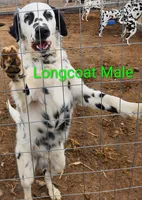 Zeus, a male Dalmatian for sale in Burley, ID – Photo 2 of 4