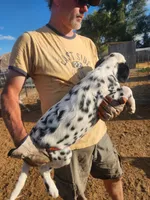 Zeus, a male Dalmatian for sale in Burley, ID – Photo 4 of 4