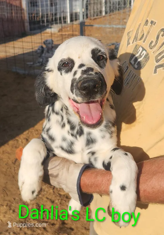 Zeus, a male Dalmatian for sale in Burley, ID – Photo 1 of 4