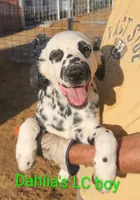 Zeus, a male Dalmatian for sale in Burley, ID – Photo 1 of 4