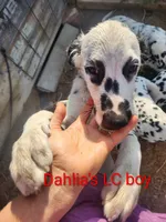 Zeus, a male Dalmatian for sale in Burley, ID – Photo 3 of 4