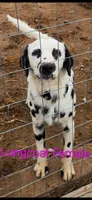 Ivy, a female Dalmatian for sale in Burley, ID – Photo 3 of 5