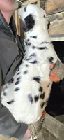 Ivy, a female Dalmatian for sale in Burley, ID – Photo 5 of 5