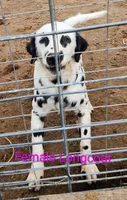 Ivy, a female Dalmatian for sale in Burley, ID – Photo 2 of 5