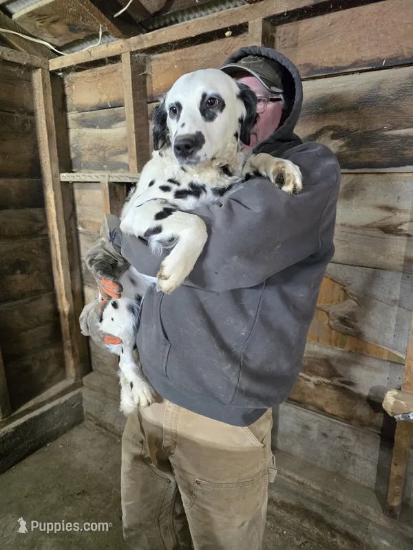 Ivy – Dalmatian puppy for sale in Burley, ID