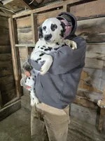 Ivy, a female Dalmatian for sale in Burley, ID – Photo 1 of 5