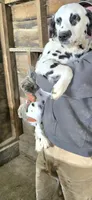 Ivy, a female Dalmatian for sale in Burley, ID – Photo 4 of 5