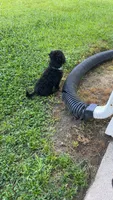 Loui, a male Miniature Goldendoodle for sale in Greenville, NC – 2 of 2