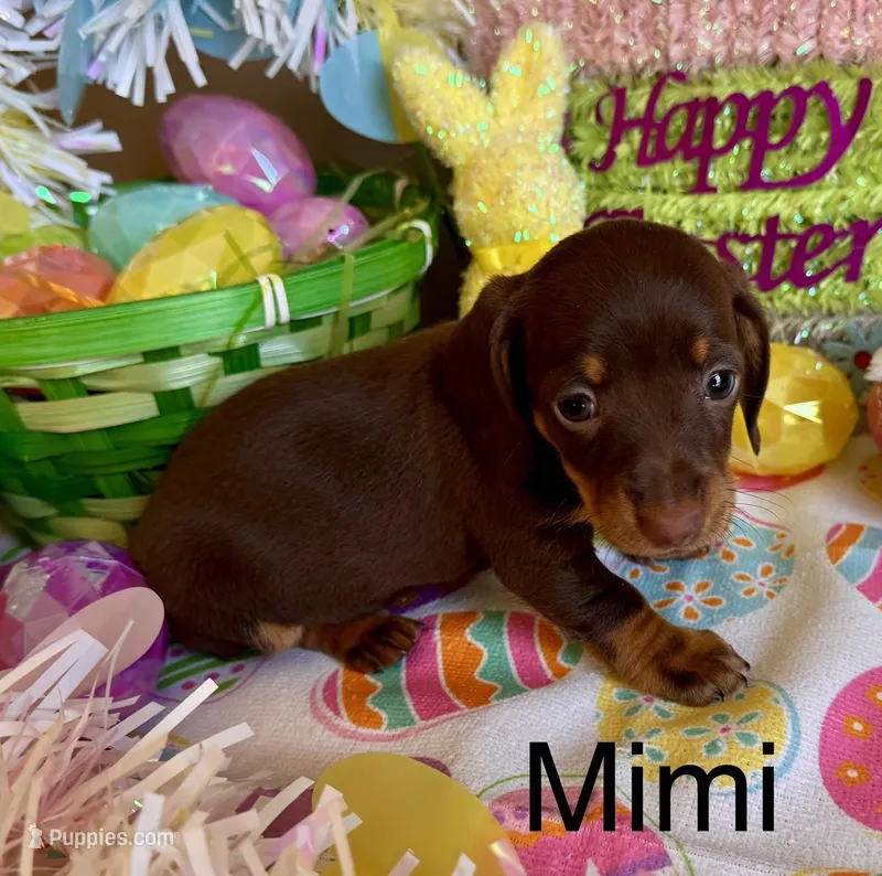 Mimi – Miniature Dachshund puppy for sale in West Portsmouth, OH