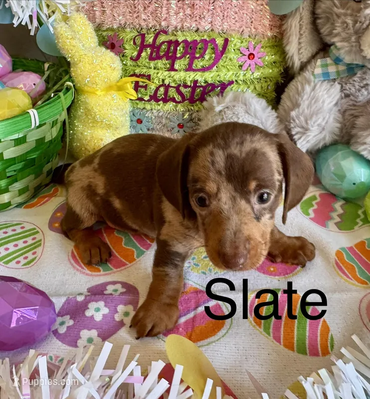 Slate – Miniature Dachshund puppy for sale in West Portsmouth, OH