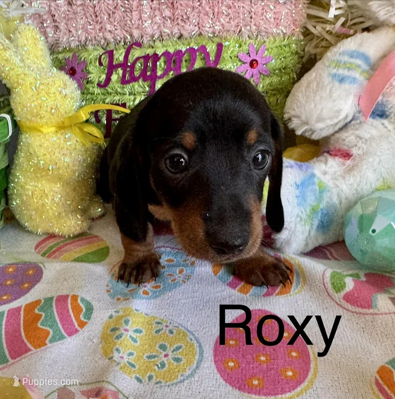 Roxy – Miniature Dachshund puppy for sale in West Portsmouth, OH