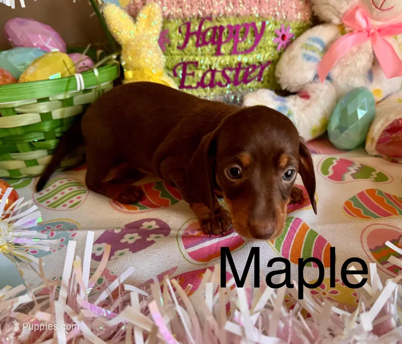 Maple, a female Miniature Dachshund for sale in West Portsmouth, OH – Photo 1 of 1
