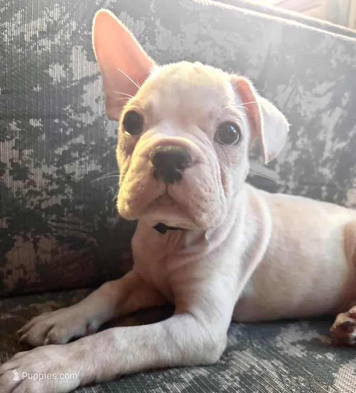 Bobo – Frenchton puppy for sale in Hayward, WI