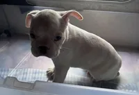 Bobo, a male Frenchton for sale in Hayward, WI – Photo 2 of 4