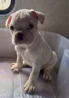 Bobo, a male Frenchton for sale in Hayward, WI – Photo 4 of 4
