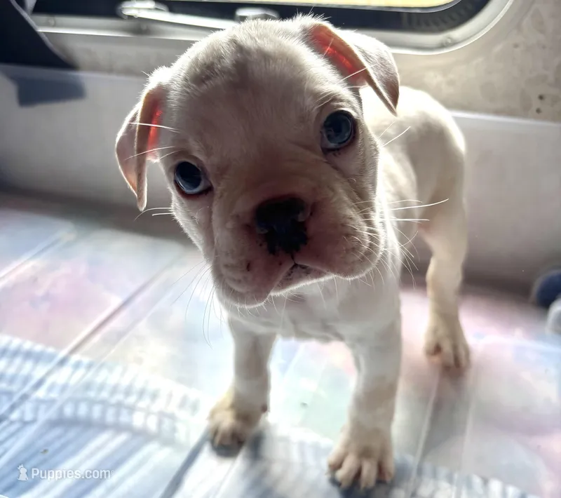 Bobo – Frenchton puppy for sale in Hayward, WI