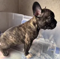 BJ, a male Frenchton for sale in Hayward, WI – Photo 3 of 5