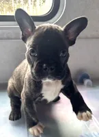 BJ, a male Frenchton for sale in Hayward, WI – Photo 1 of 5