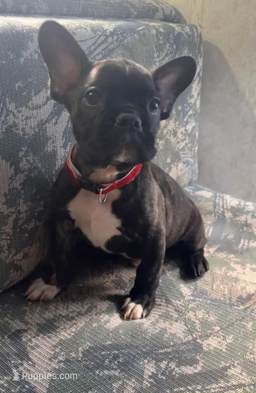 BJ – Frenchton puppy for sale in Hayward, WI