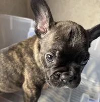 BJ, a male Frenchton for sale in Hayward, WI – Photo 5 of 5