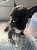 BJ, a male Frenchton for sale in Hayward, WI – Photo 4 of 5