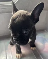 BJ, a male Frenchton for sale in Hayward, WI – Photo 2 of 5