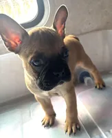 Tyrus, a male Frenchton for sale in Hayward, WI – Photo 3 of 4
