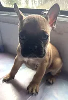 Tyrus, a male Frenchton for sale in Hayward, WI – Photo 4 of 4