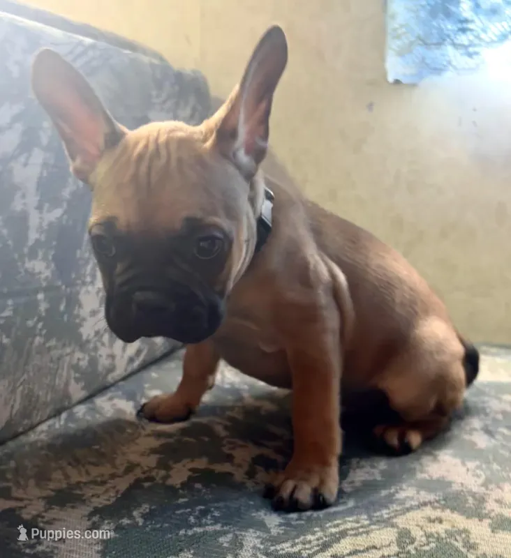 Tyrus – Frenchton puppy for sale in Hayward, WI